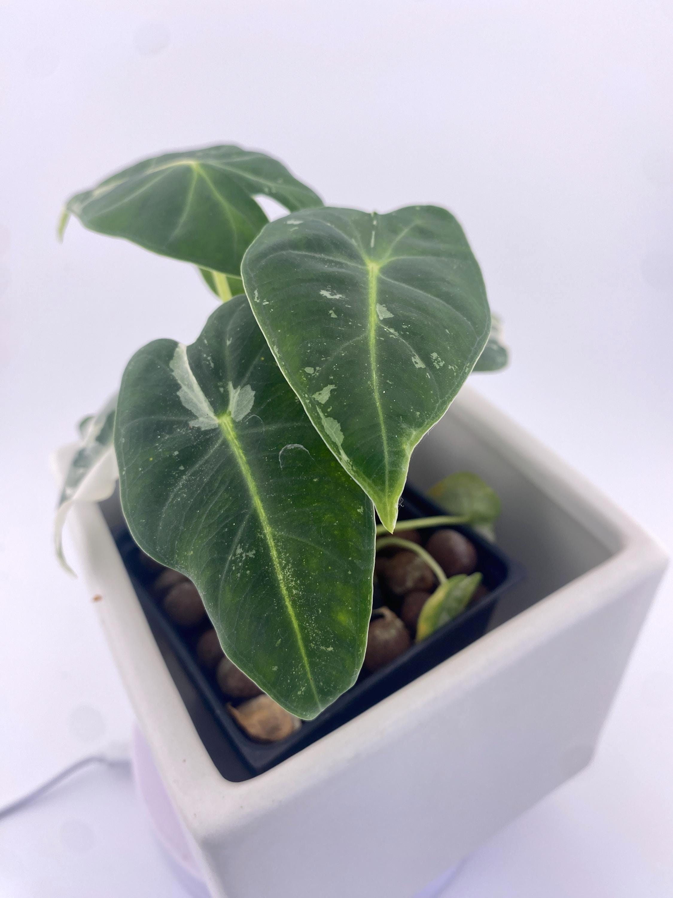 Alocasia Frydek * Exact Plant