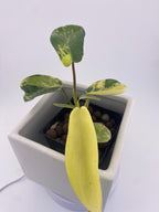 Variegated Philodendron Green Congo * Exact Plant *