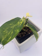 Variegated Philodendron Green Congo * Exact Plant *