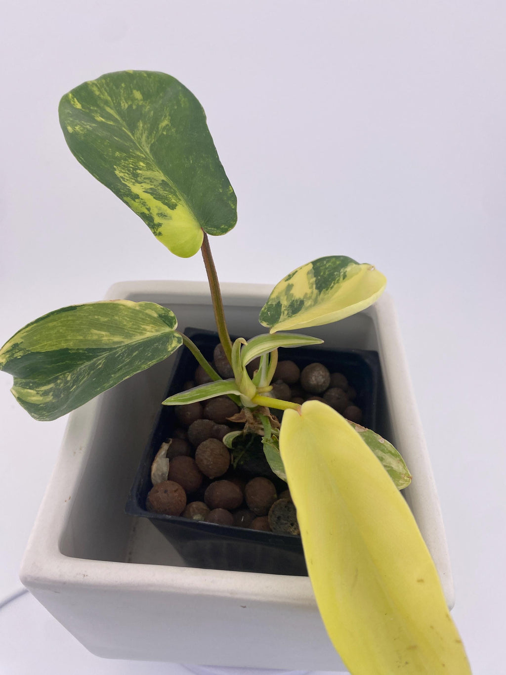 Variegated Philodendron Green Congo * Exact Plant *