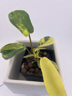 Variegated Philodendron Green Congo * Exact Plant *