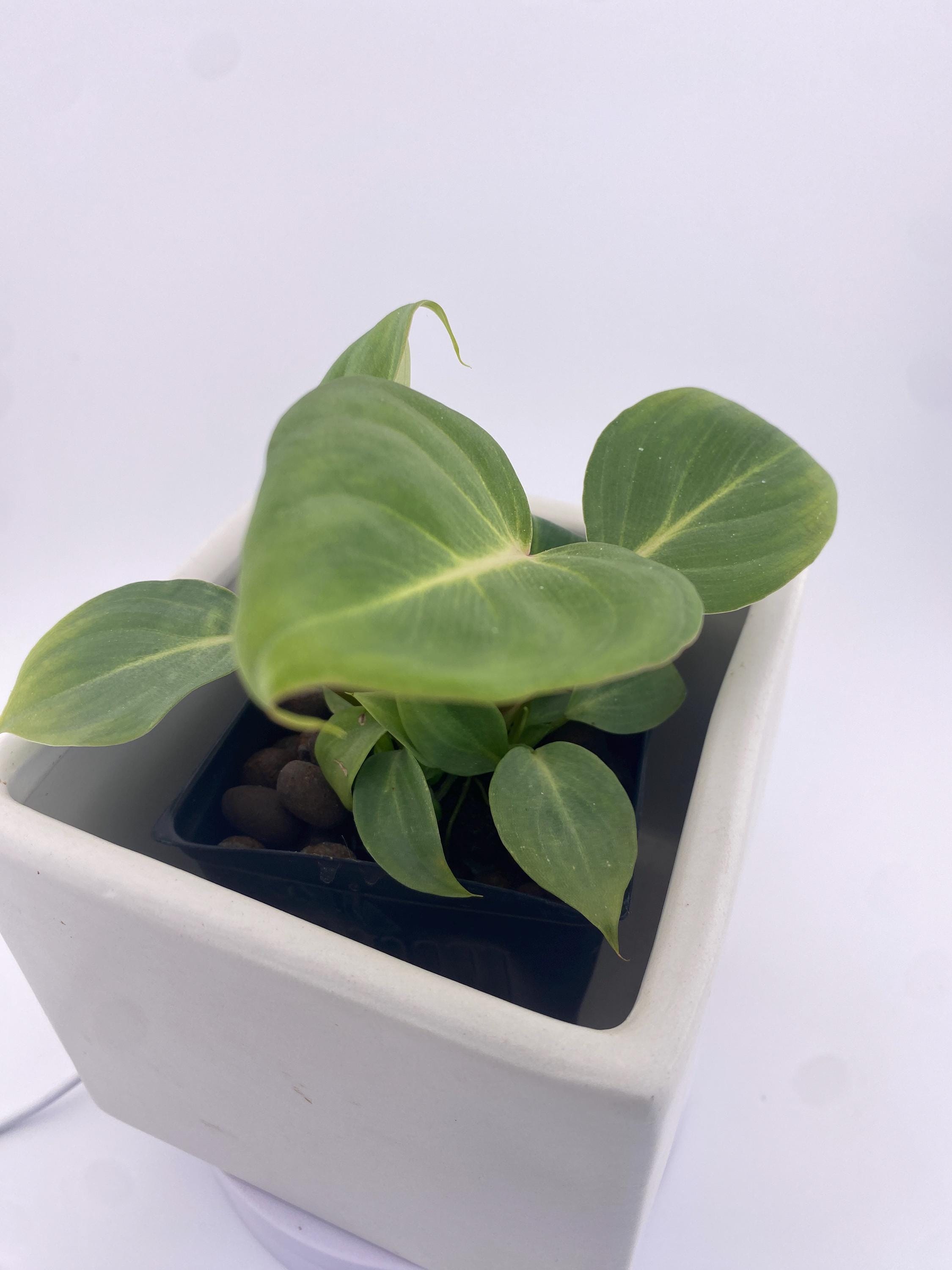 Philodendron Gloriosum * Exact Plant