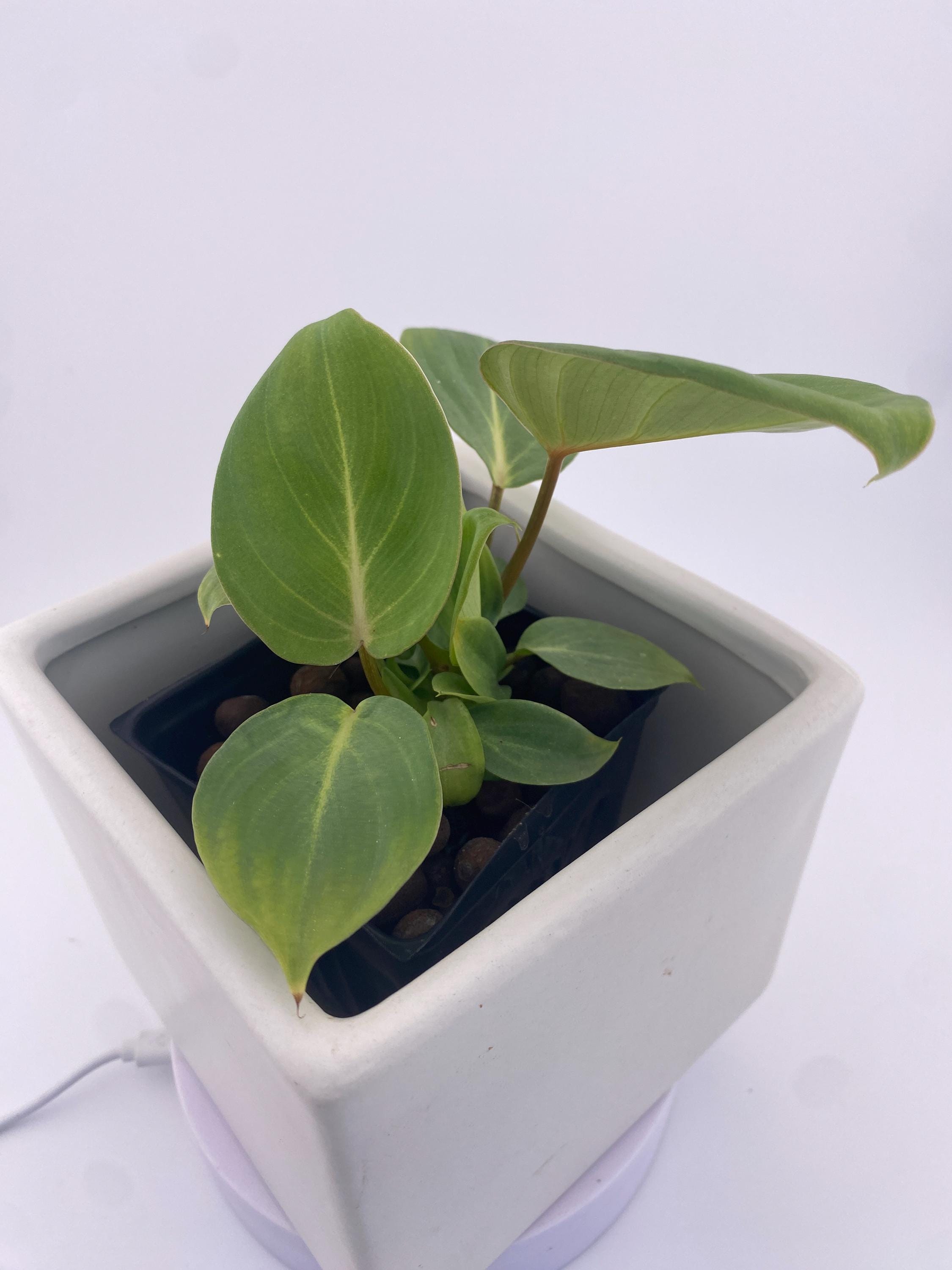 Philodendron Gloriosum * Exact Plant