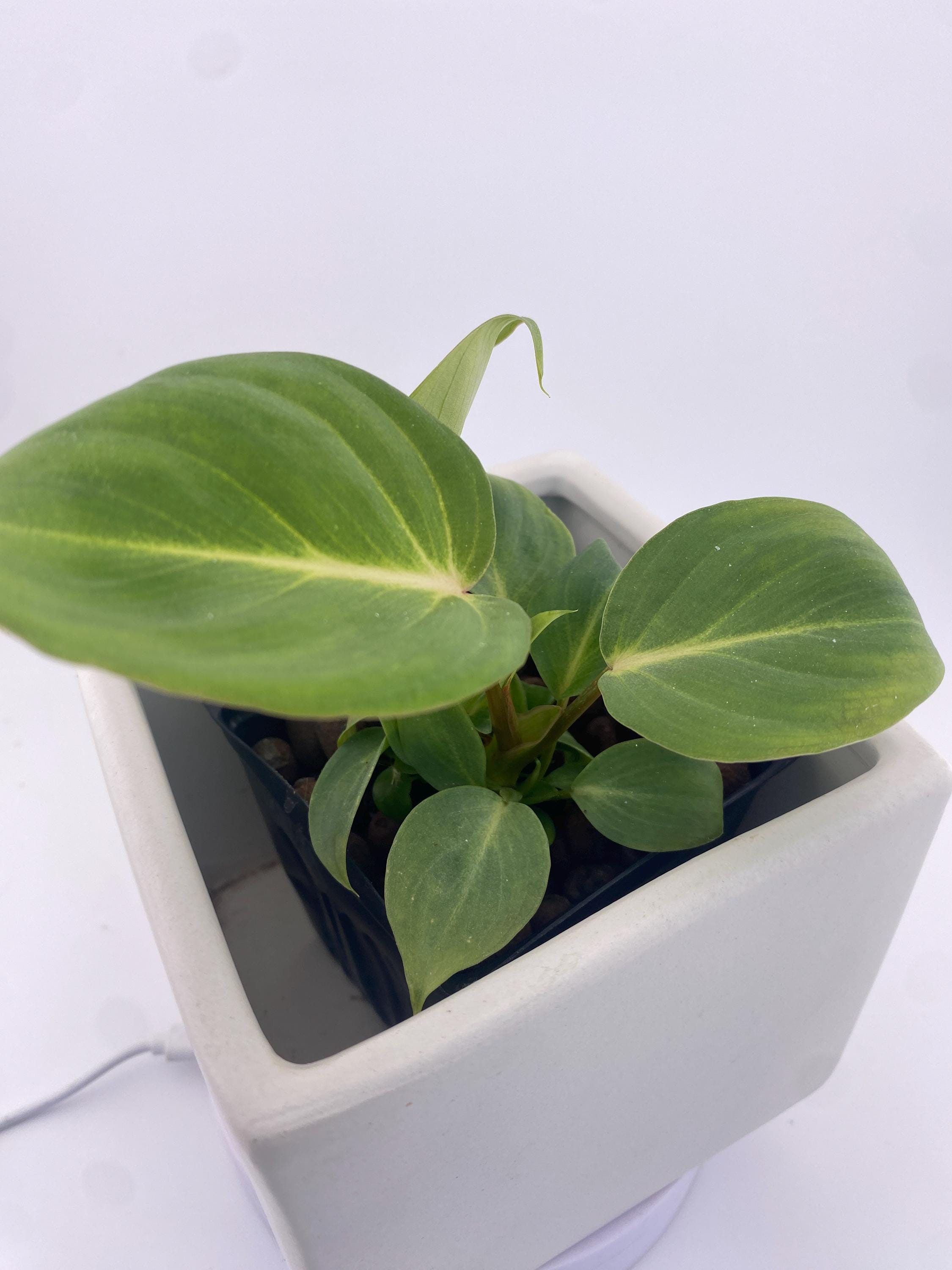 Philodendron Gloriosum * Exact Plant
