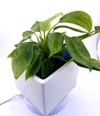 Philodendron Variegated Longilobatum * Exact Plant