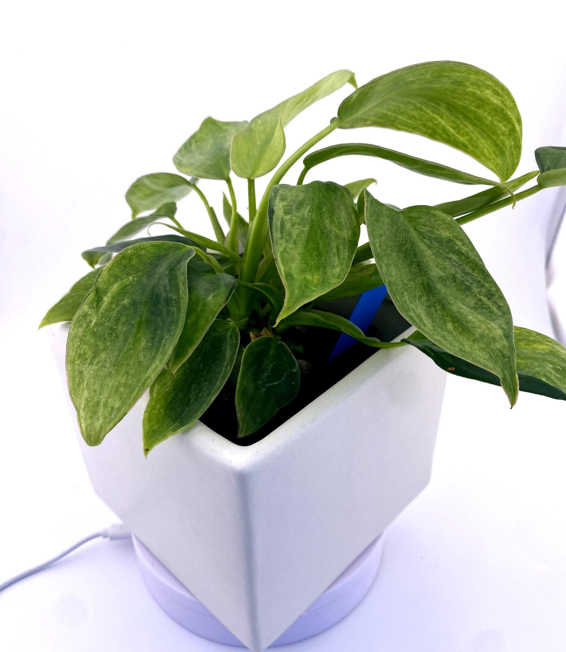 Philodendron Variegated Longilobatum * Exact Plant