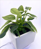 Philodendron Variegated Longilobatum * Exact Plant