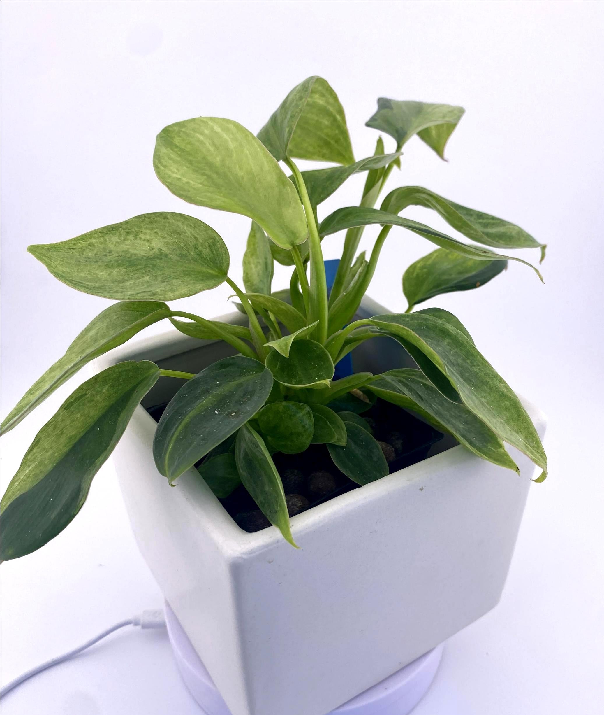 Philodendron Variegated Longilobatum * Exact Plant