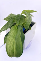 Philodendron Variegated Longilobatum * Exact Plant