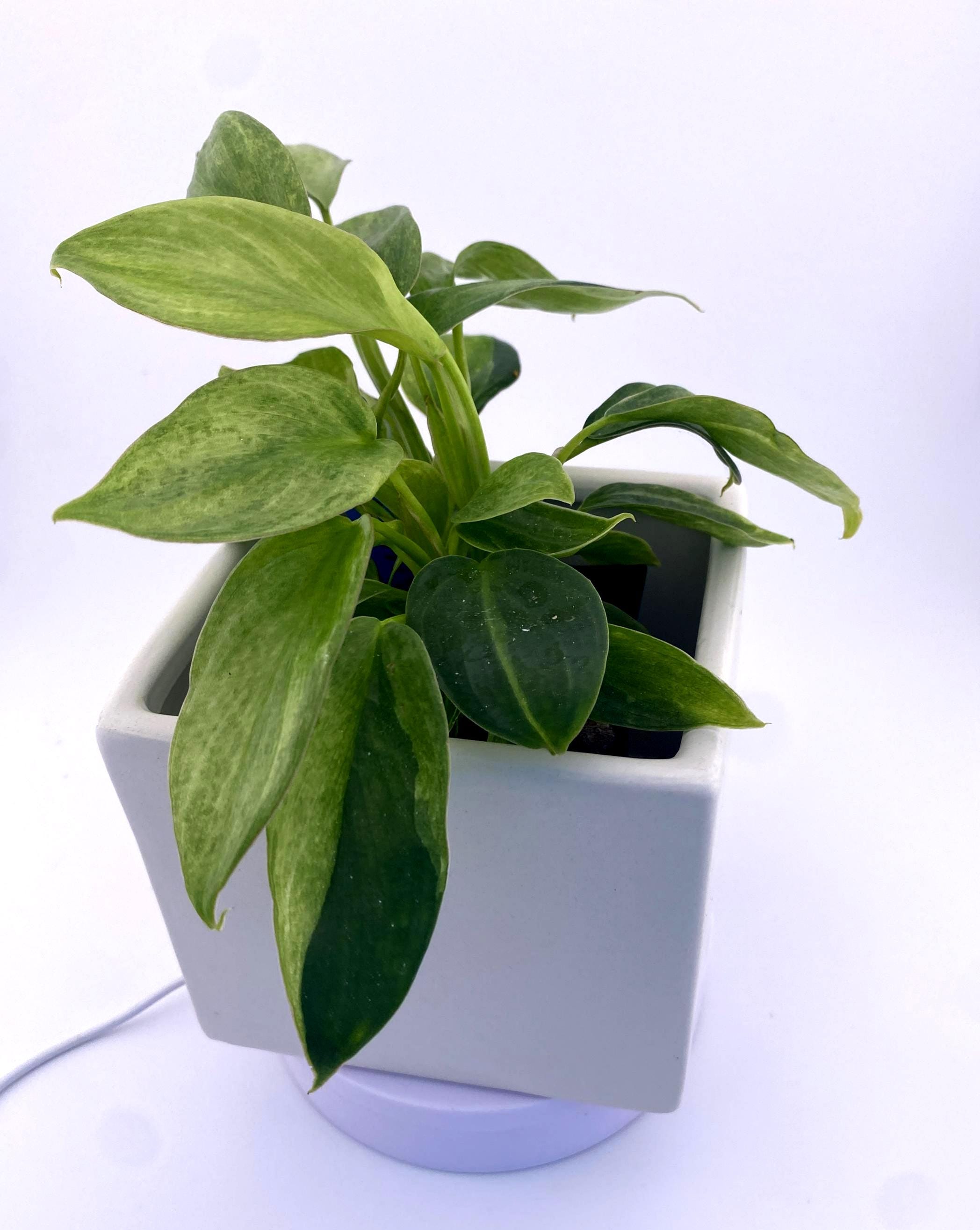 Philodendron Variegated Longilobatum * Exact Plant
