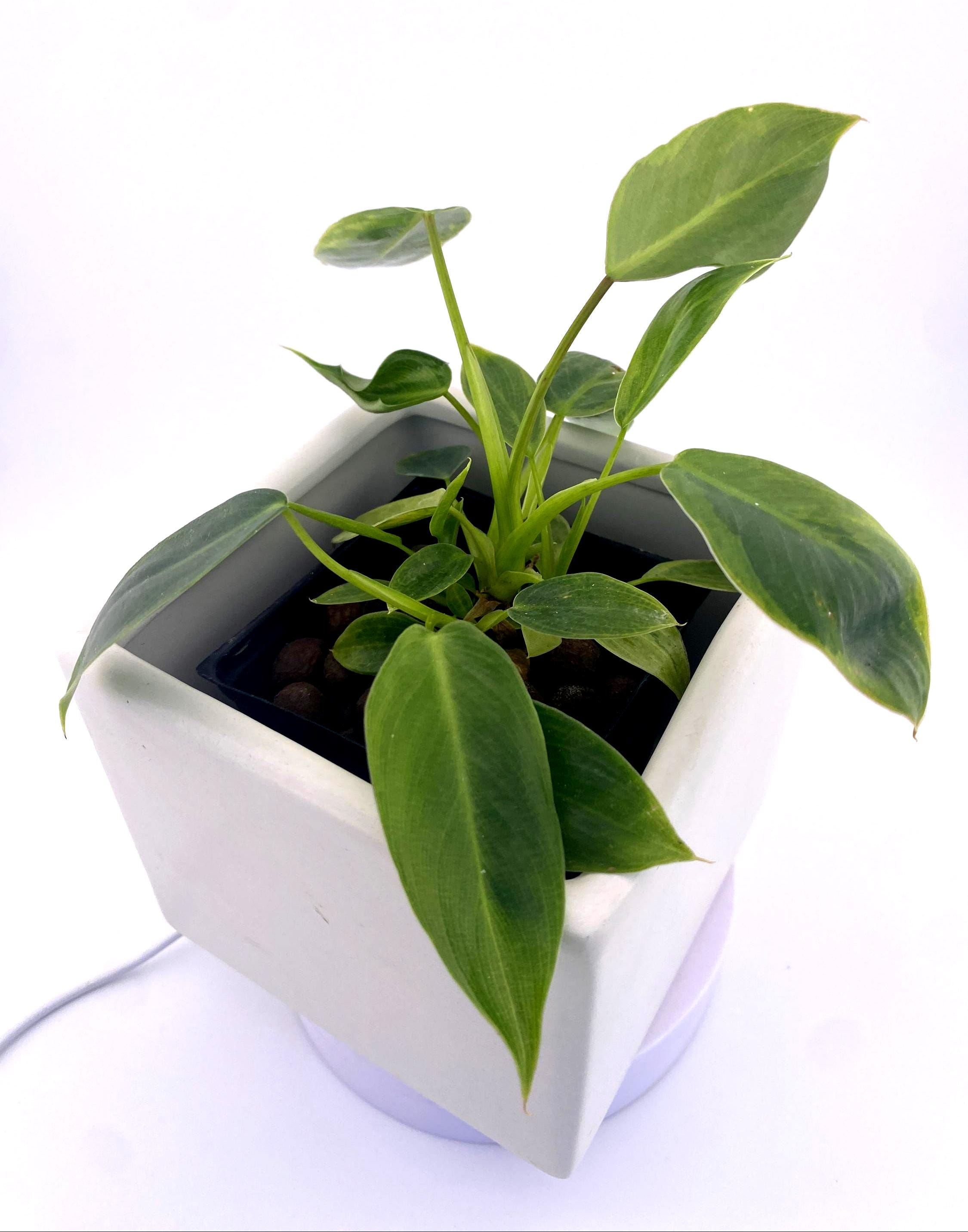 Variegated Philodendron Spiritus Sancti *Exact Young Plant* - Rare Collector's Aroid