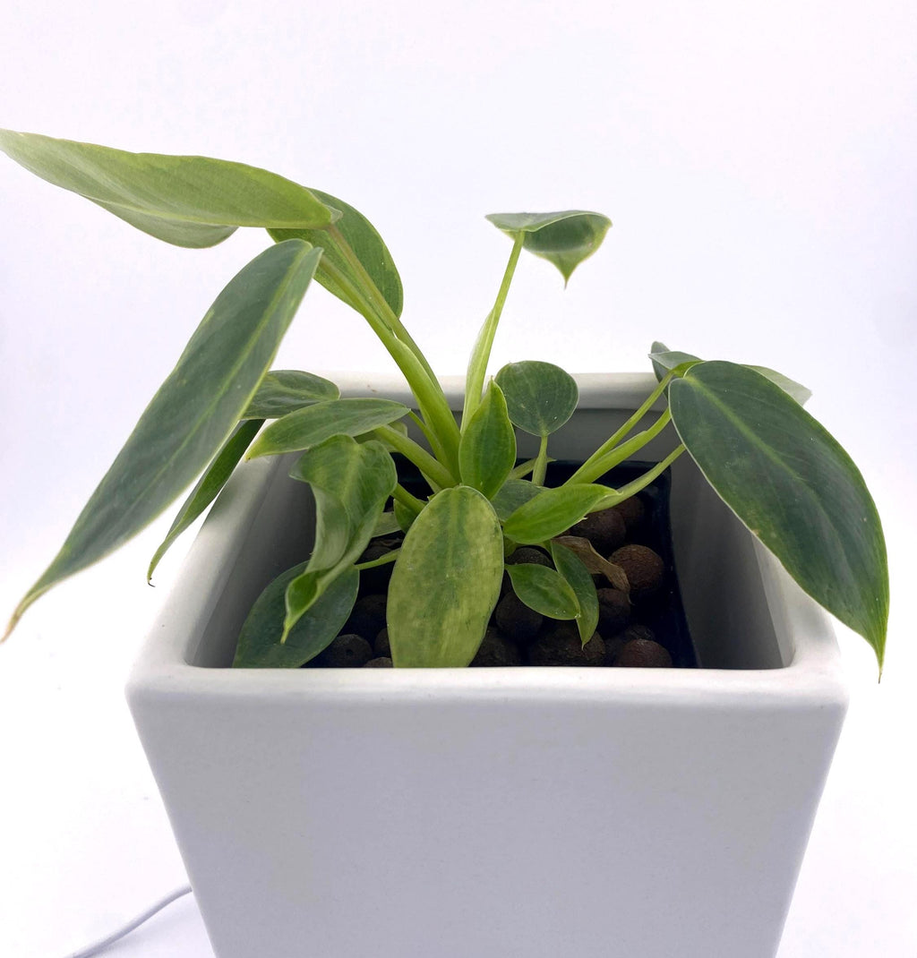 Variegated Philodendron Spiritus Sancti *Exact Young Plant* - Rare Collector's Aroid