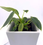 Variegated Philodendron Spiritus Sancti *Exact Young Plant* - Rare Collector's Aroid