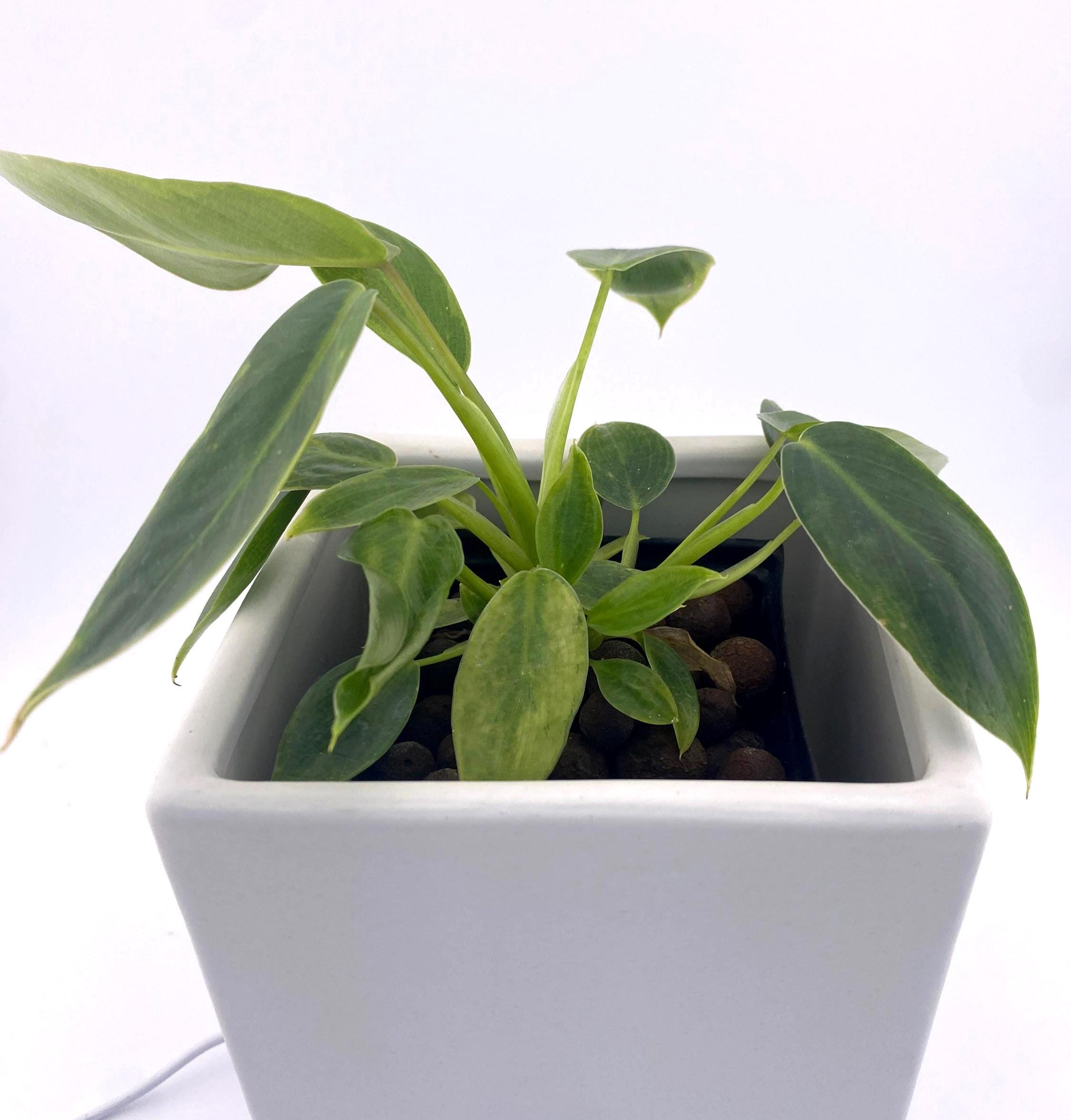 Variegated Philodendron Spiritus Sancti *Exact Young Plant* - Rare Collector's Aroid