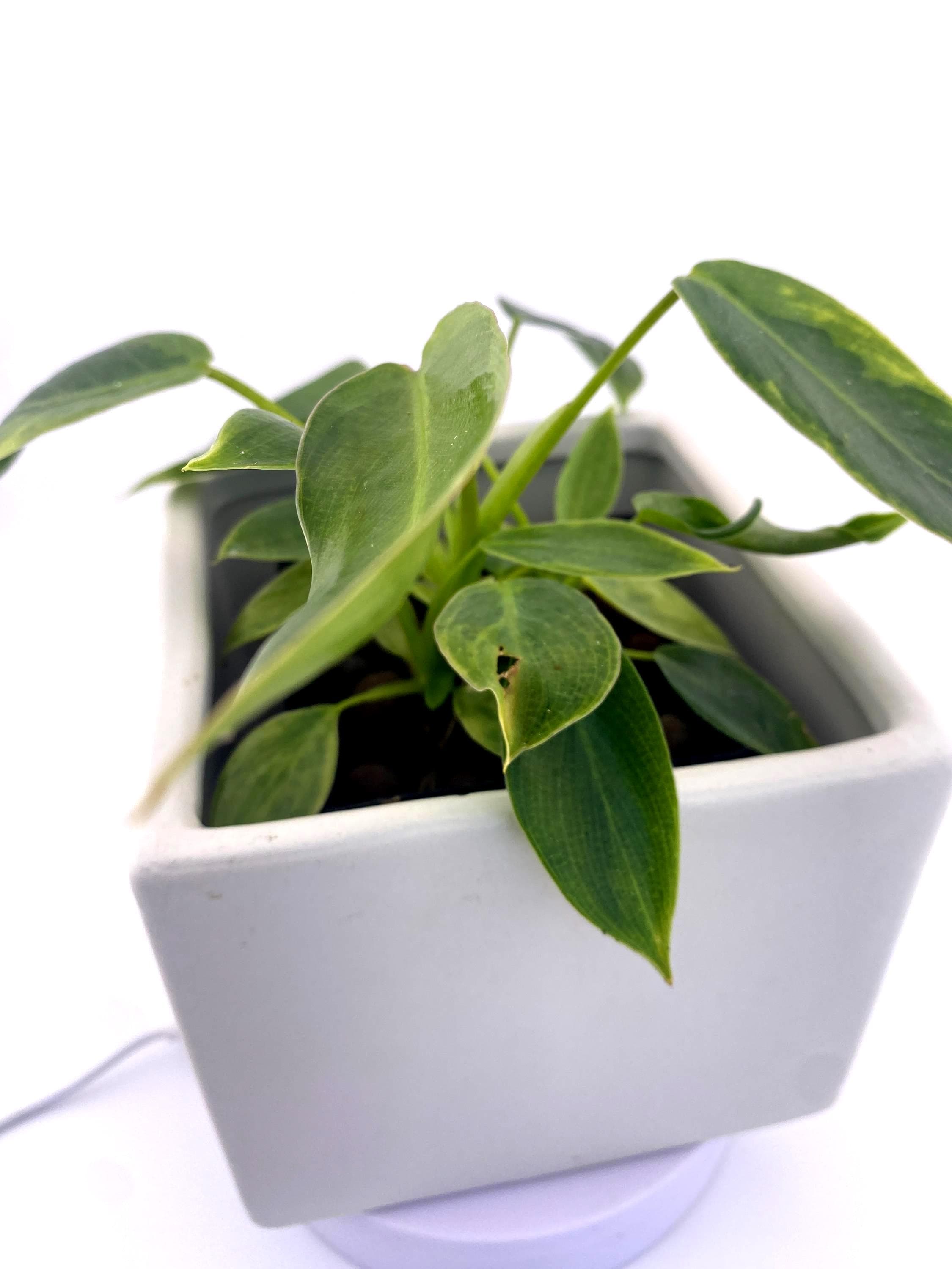 Variegated Philodendron Spiritus Sancti *Exact Young Plant* - Rare Collector's Aroid
