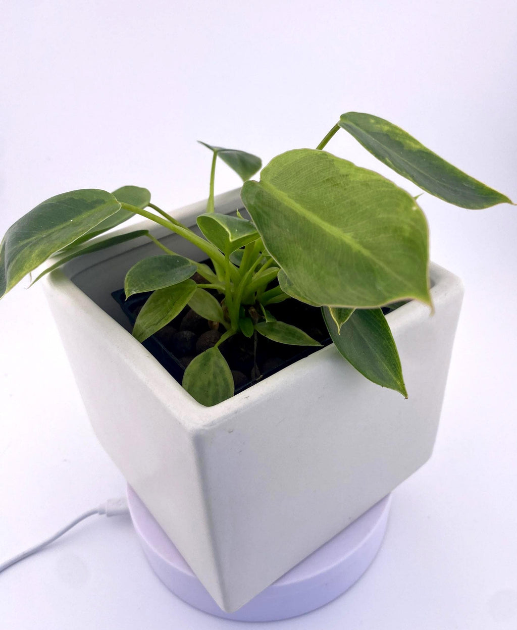 Variegated Philodendron Spiritus Sancti *Exact Young Plant* - Rare Collector's Aroid
