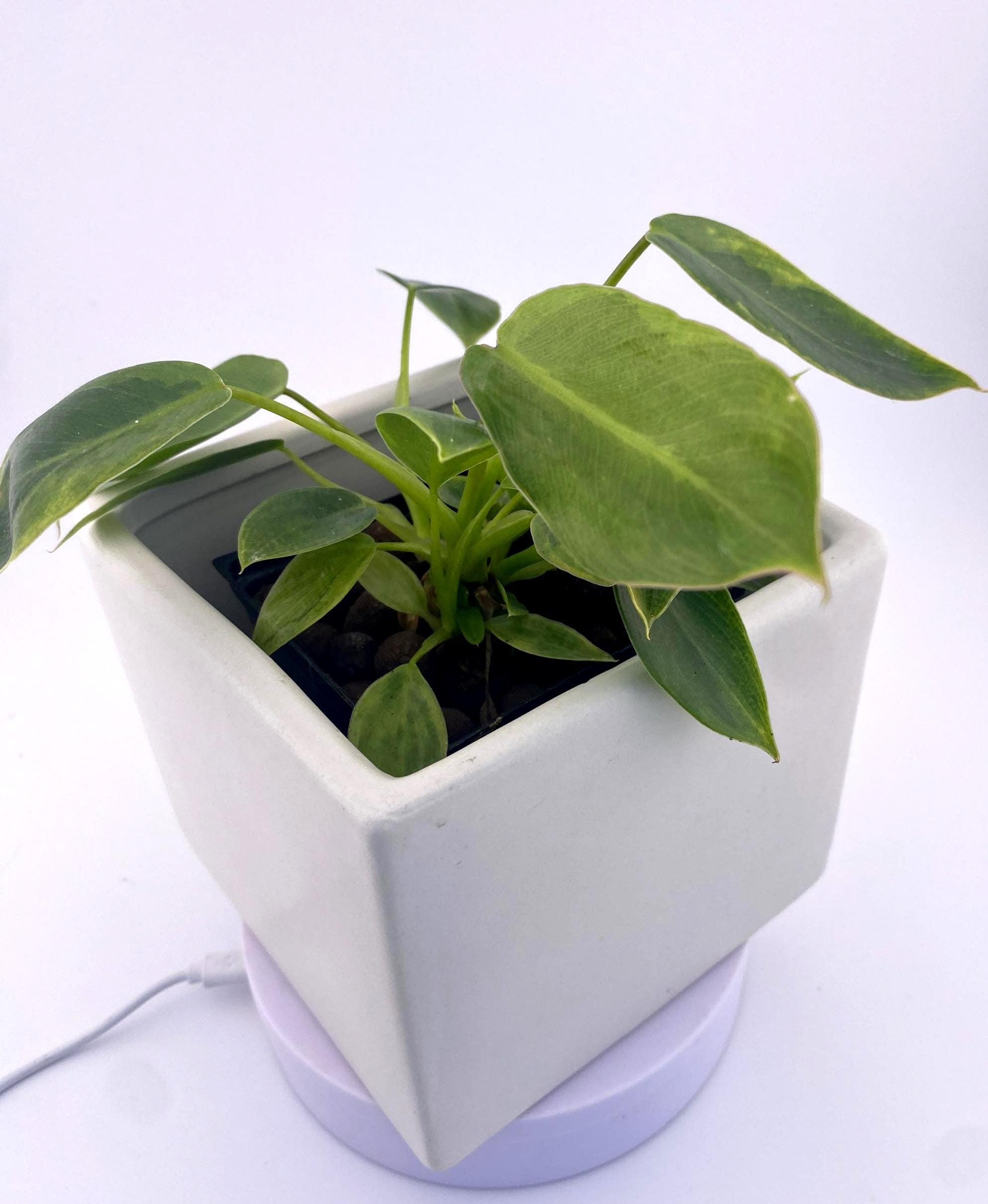 Variegated Philodendron Spiritus Sancti *Exact Young Plant* - Rare Collector's Aroid