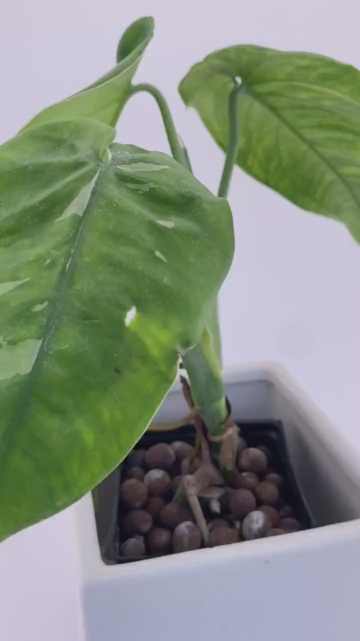 Sygonium Chiapense Variegated Exact Plant