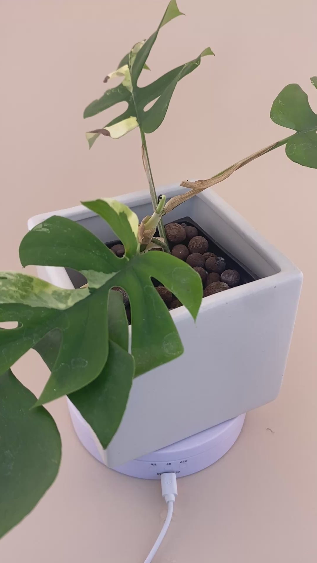 Rhaphidophora Tetrasperma Variegated Exact Plant