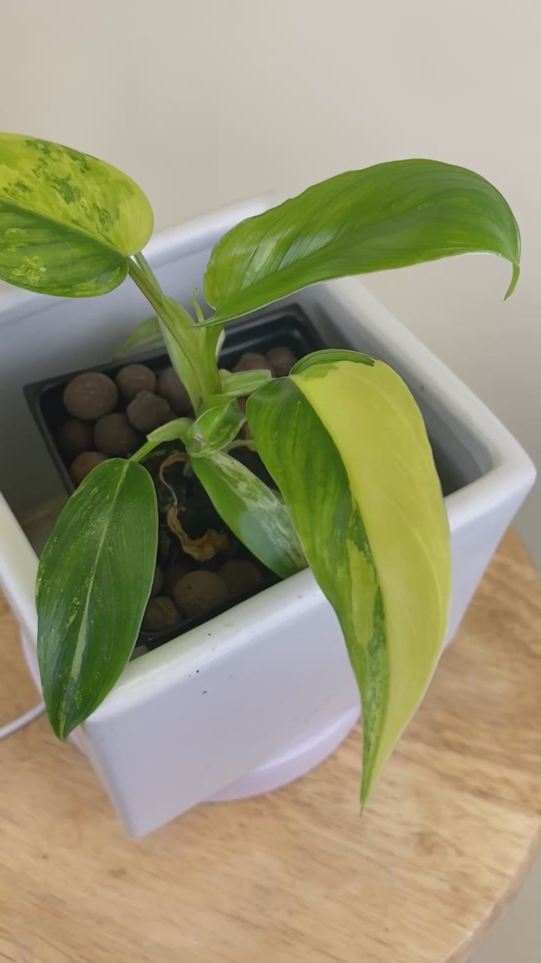 Philodendron Domesticum Variegated * Exact Plant*