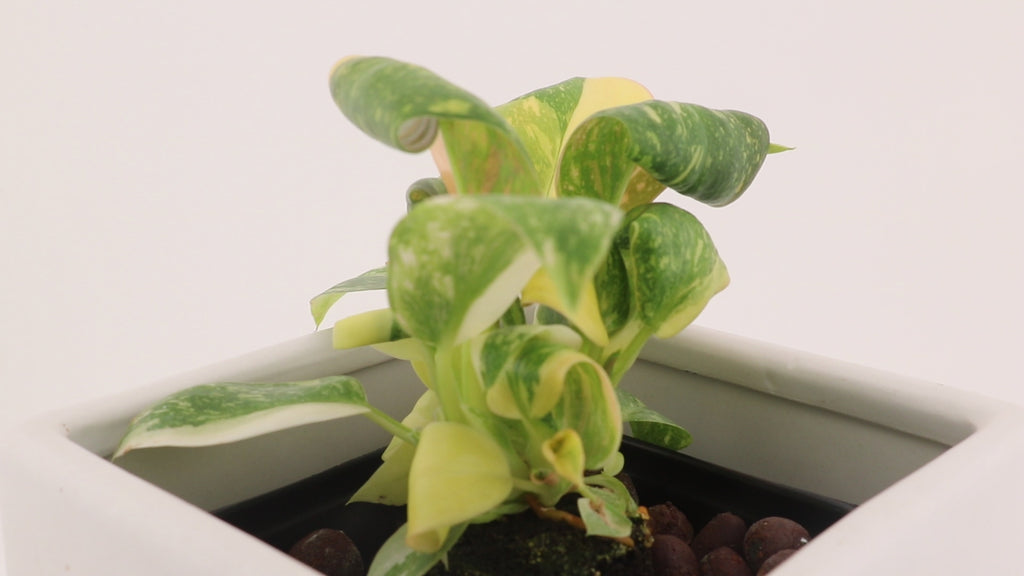 Variegated Philodendron Green Congo * Exact Plant *