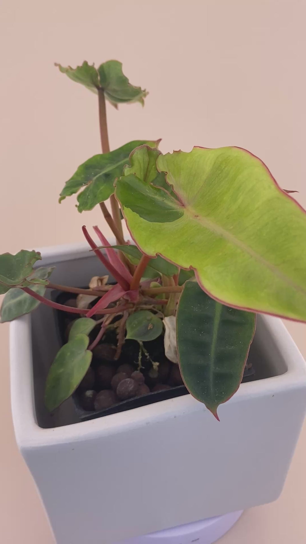 Variegated Philodendron Billietiae * Exact Plant *