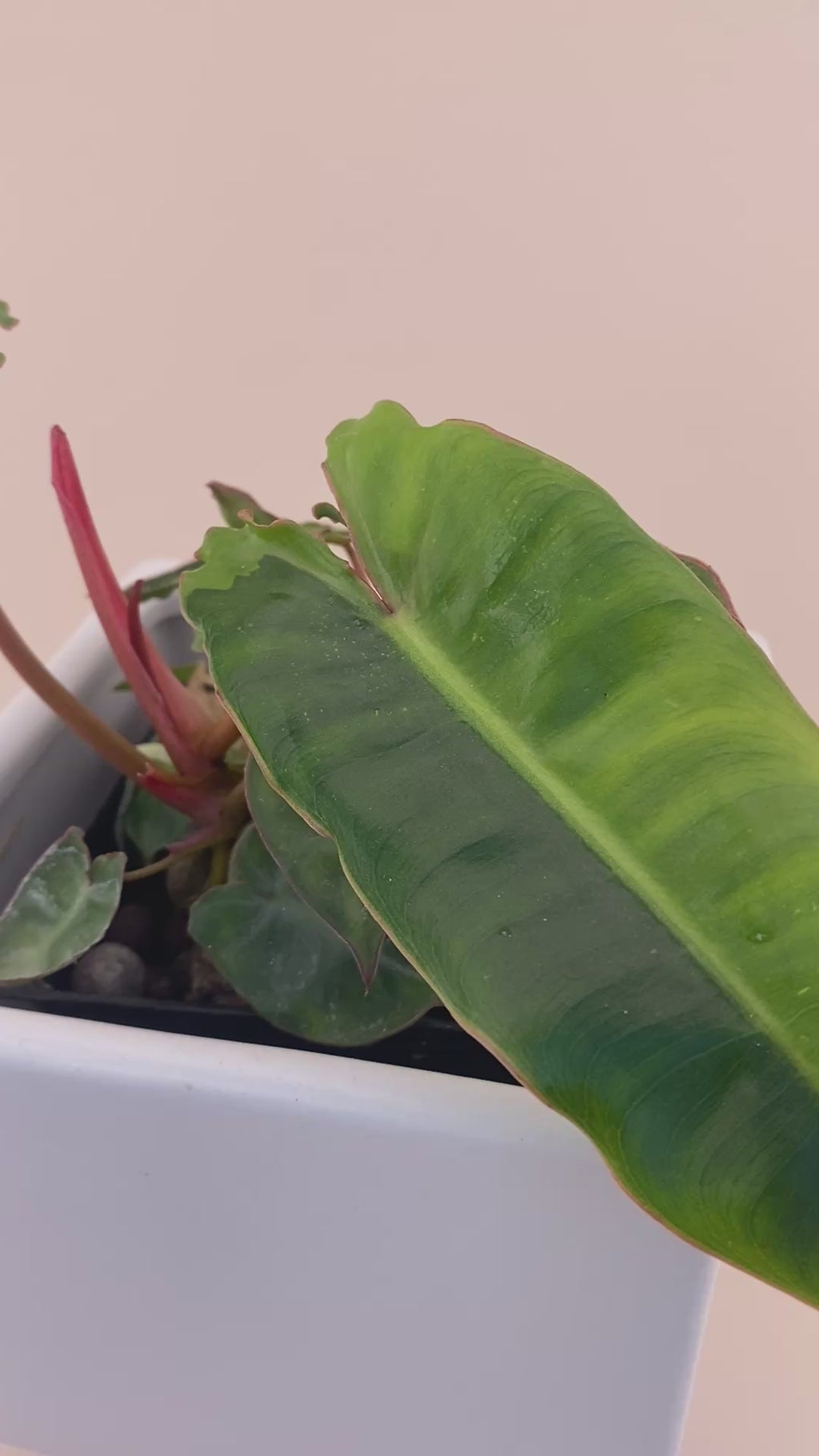 Variegated Philodendron Billietiae * Exact Plant *