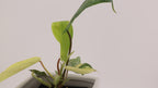 Variegated Philodendron Green Congo * Exact Plant *