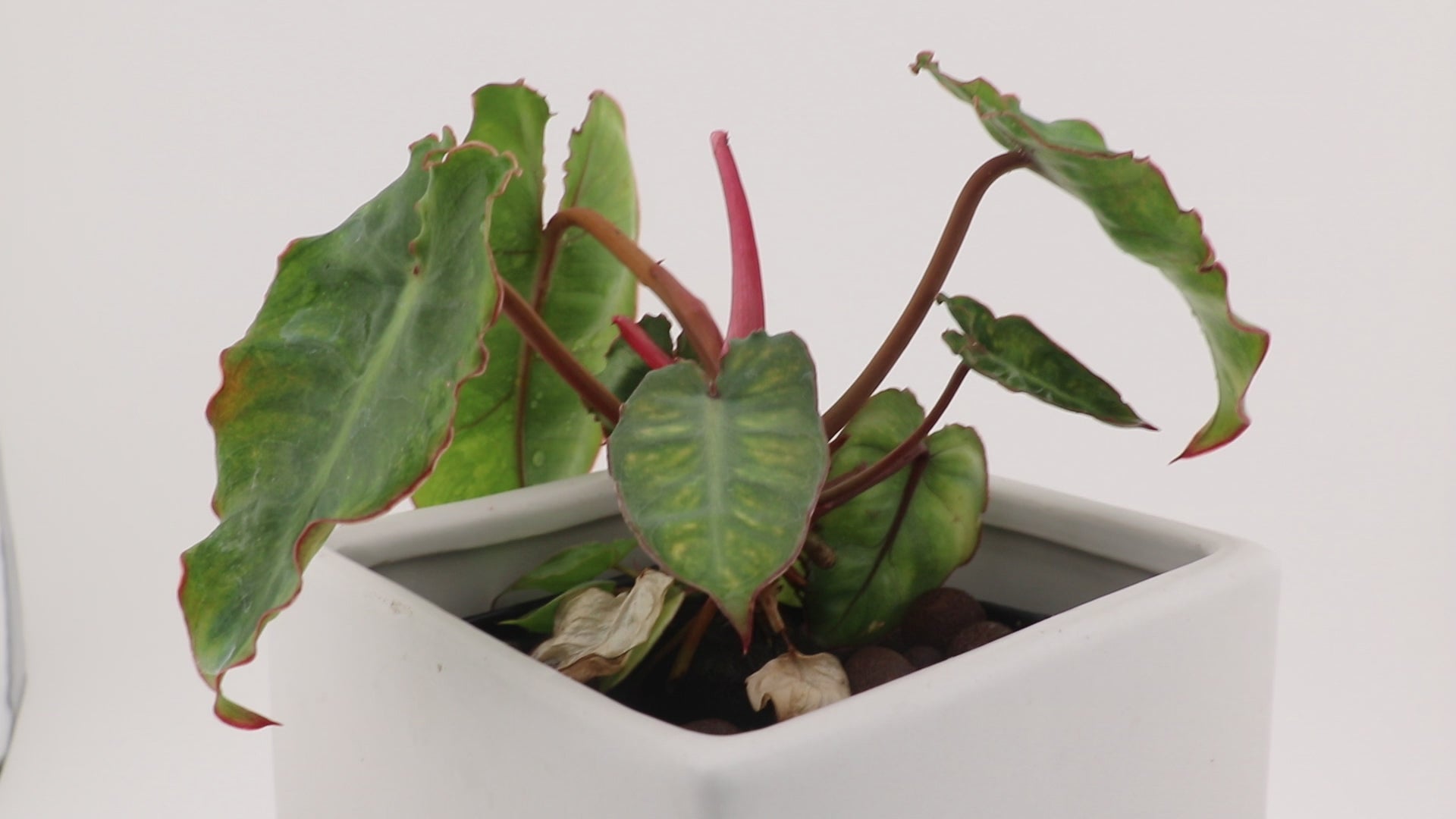 Variegated Philodendron Billietiae * Exact Plant *