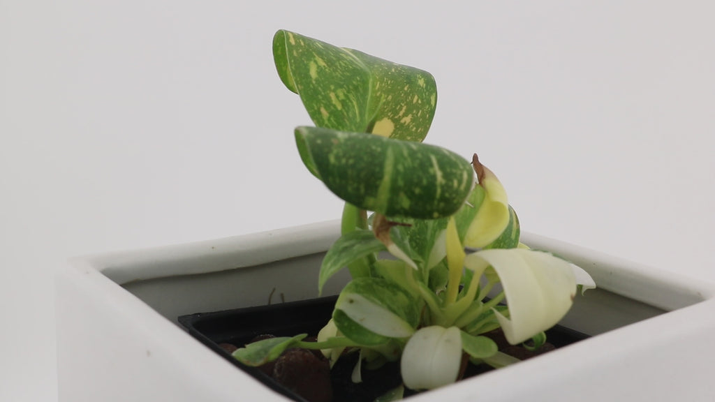 Variegated Philodendron Green Congo * Exact Plant *