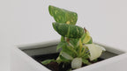 Variegated Philodendron Green Congo * Exact Plant *