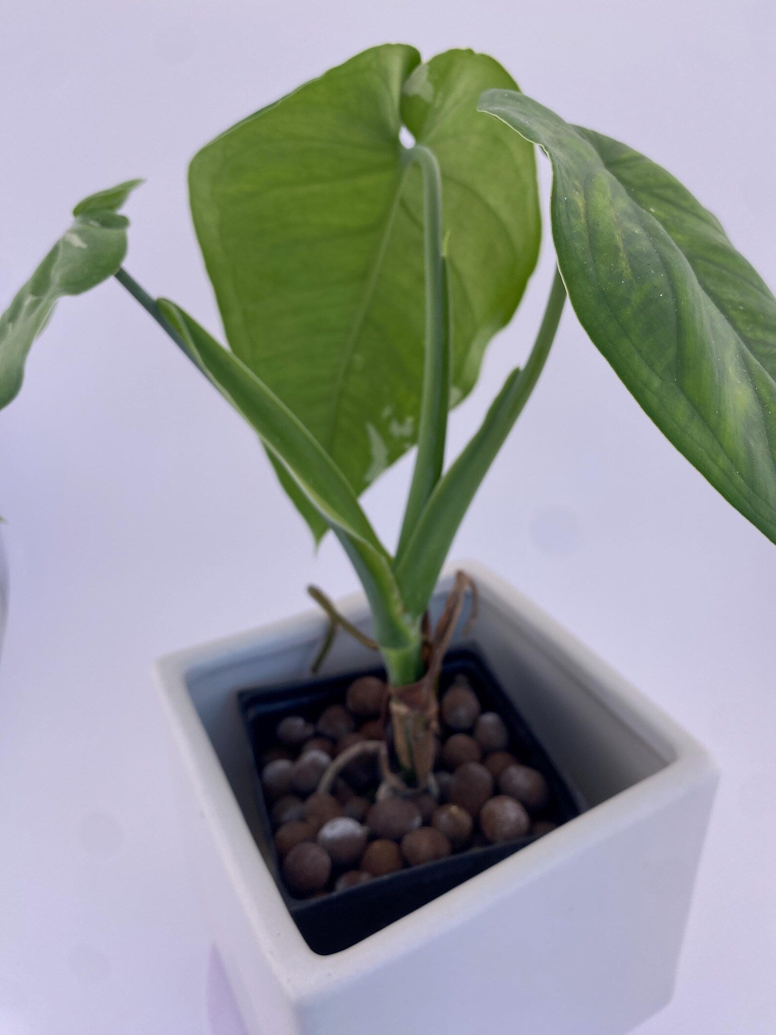 Sygonium Chiapense Variegated Exact Plant
