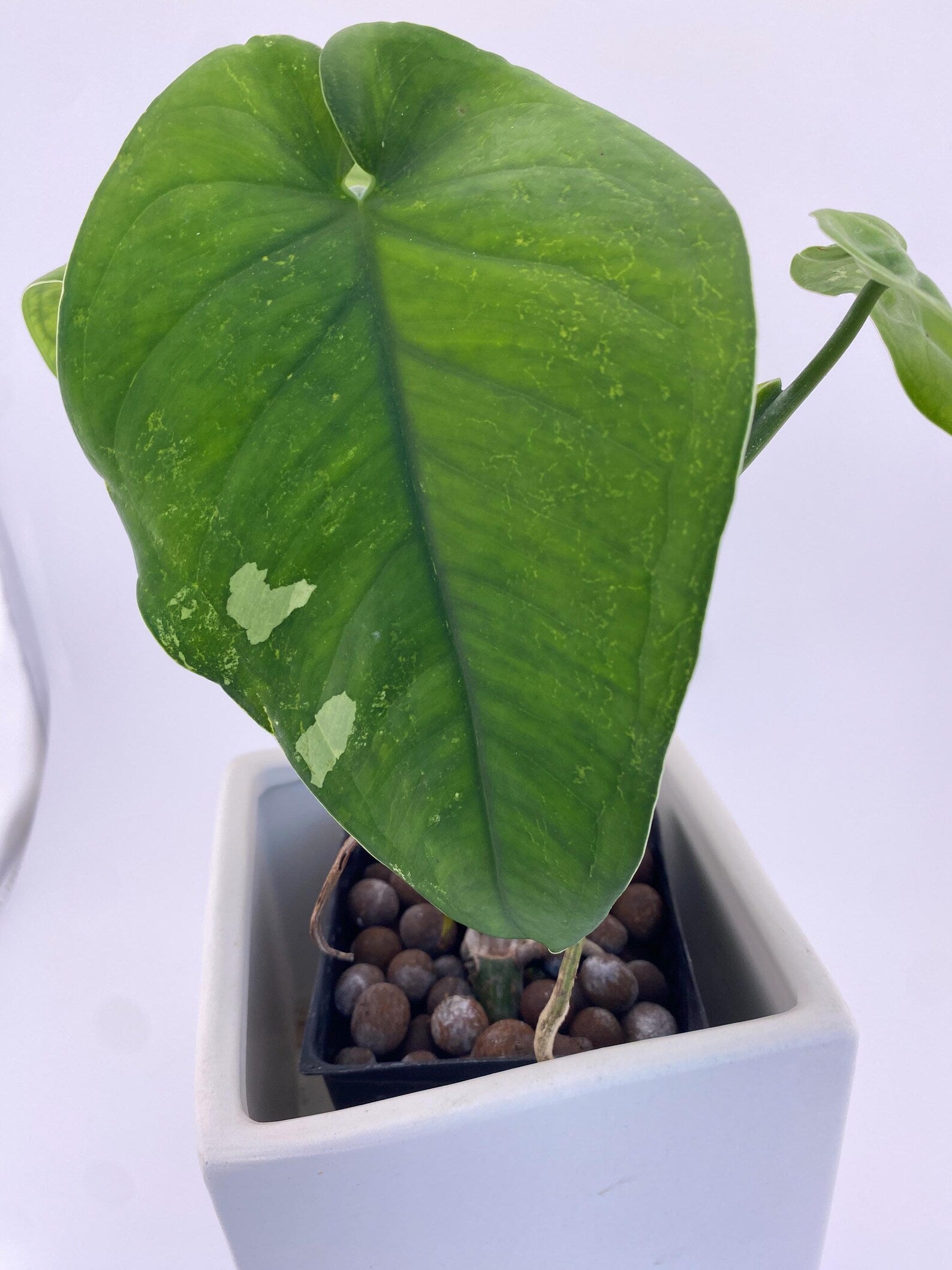 Sygonium Chiapense Variegated Exact Plant