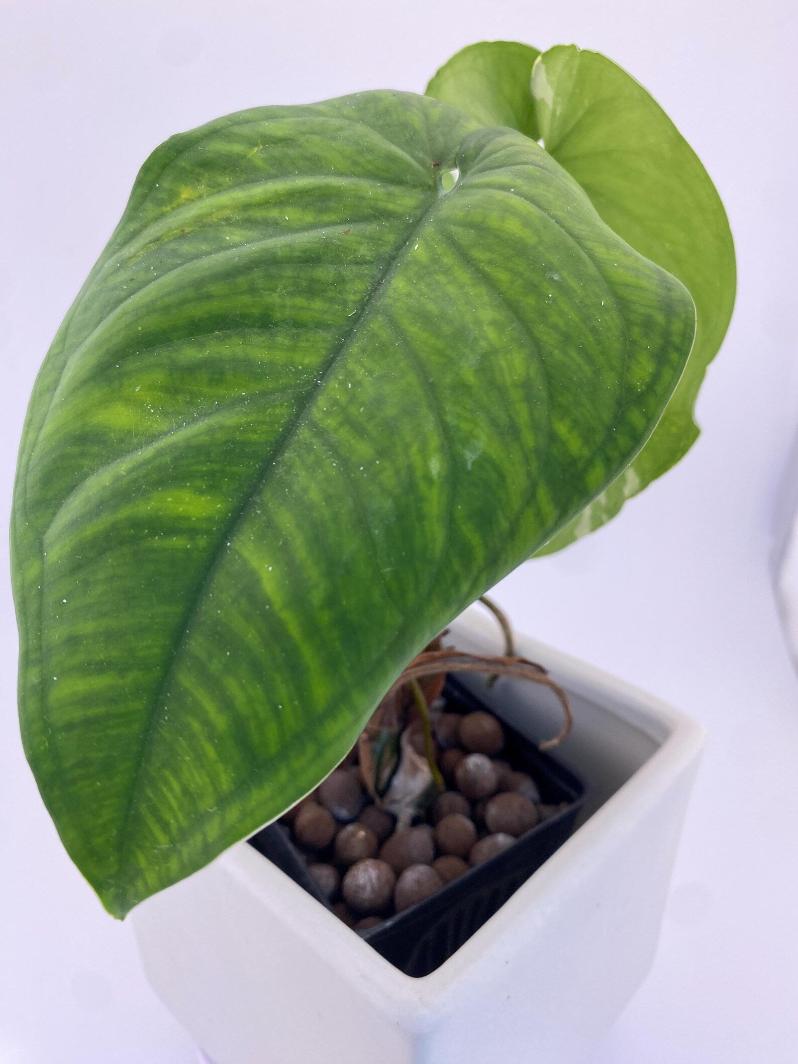 Sygonium Chiapense Variegated Exact Plant